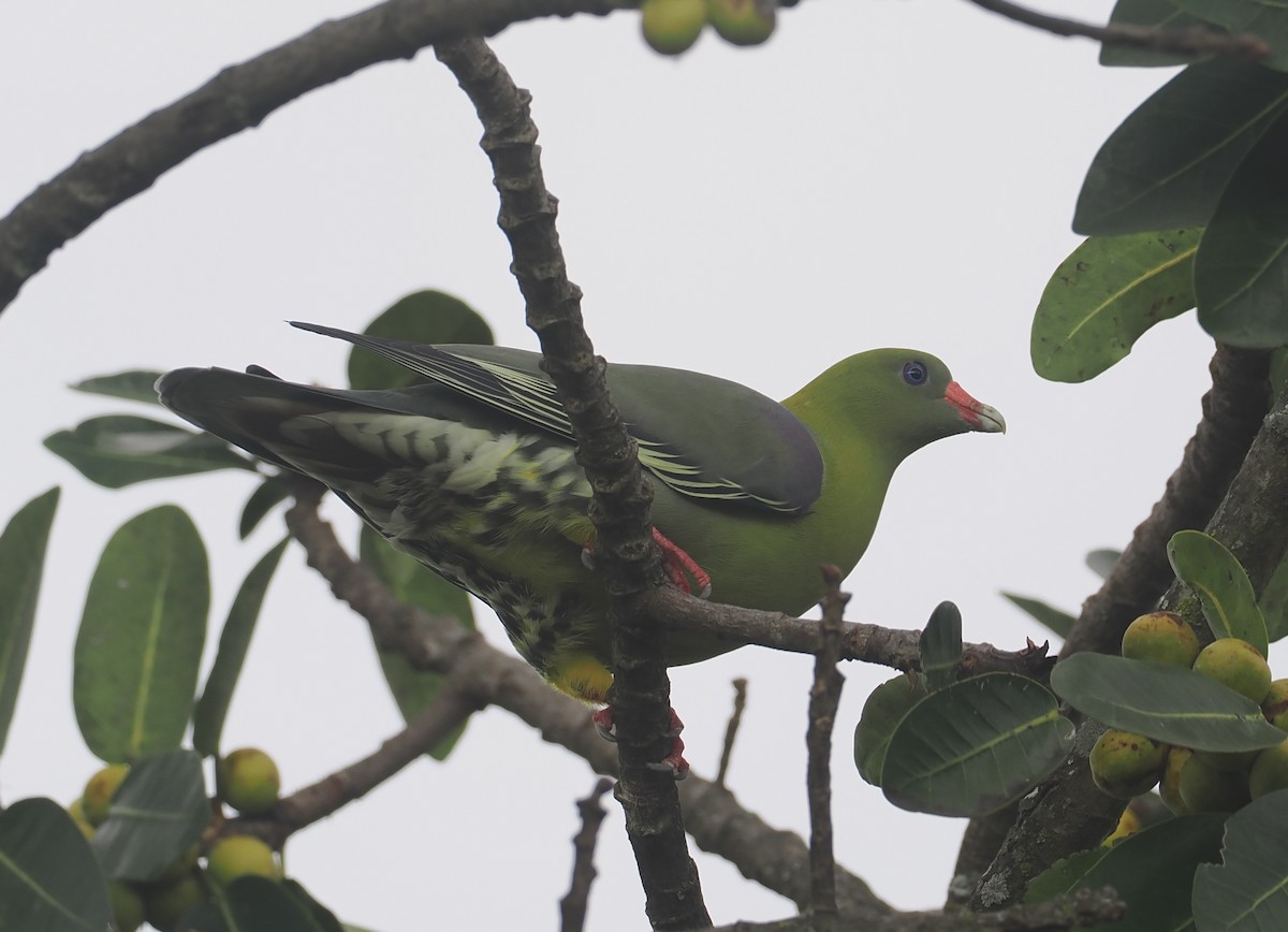 African Green-Pigeon - ML646618737