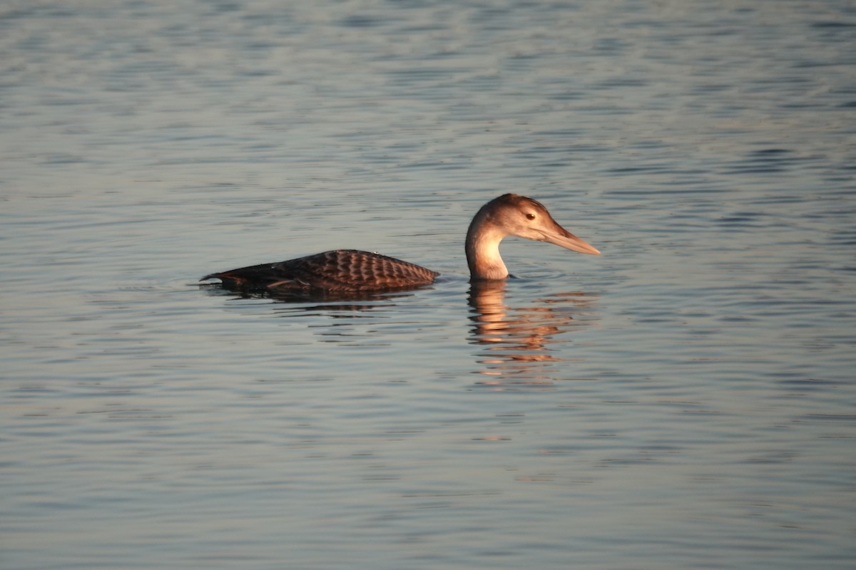 Strolaga beccogiallo - ML646618740