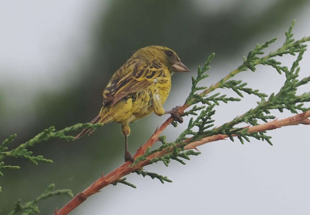 Southern Citril - ML646618745