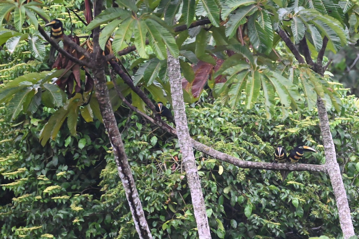 Many-banded Aracari - ML646618748