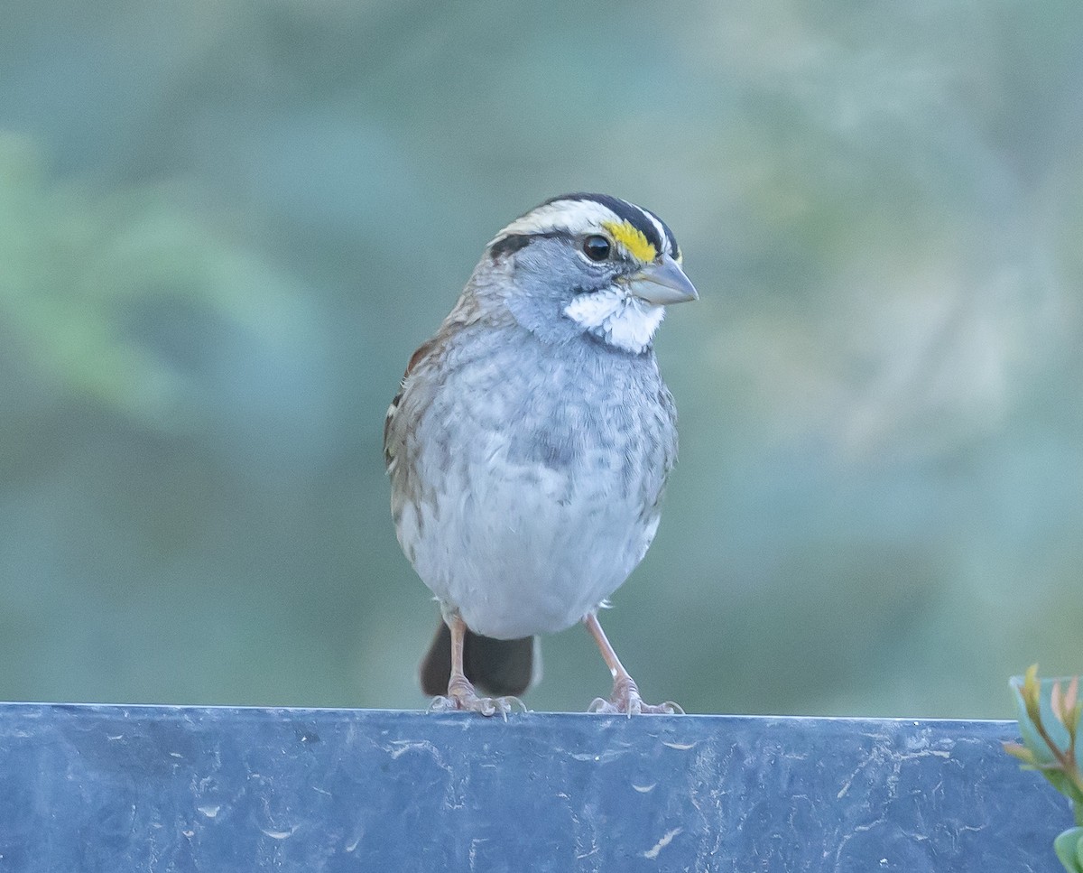 White-throated Sparrow - ML646618749