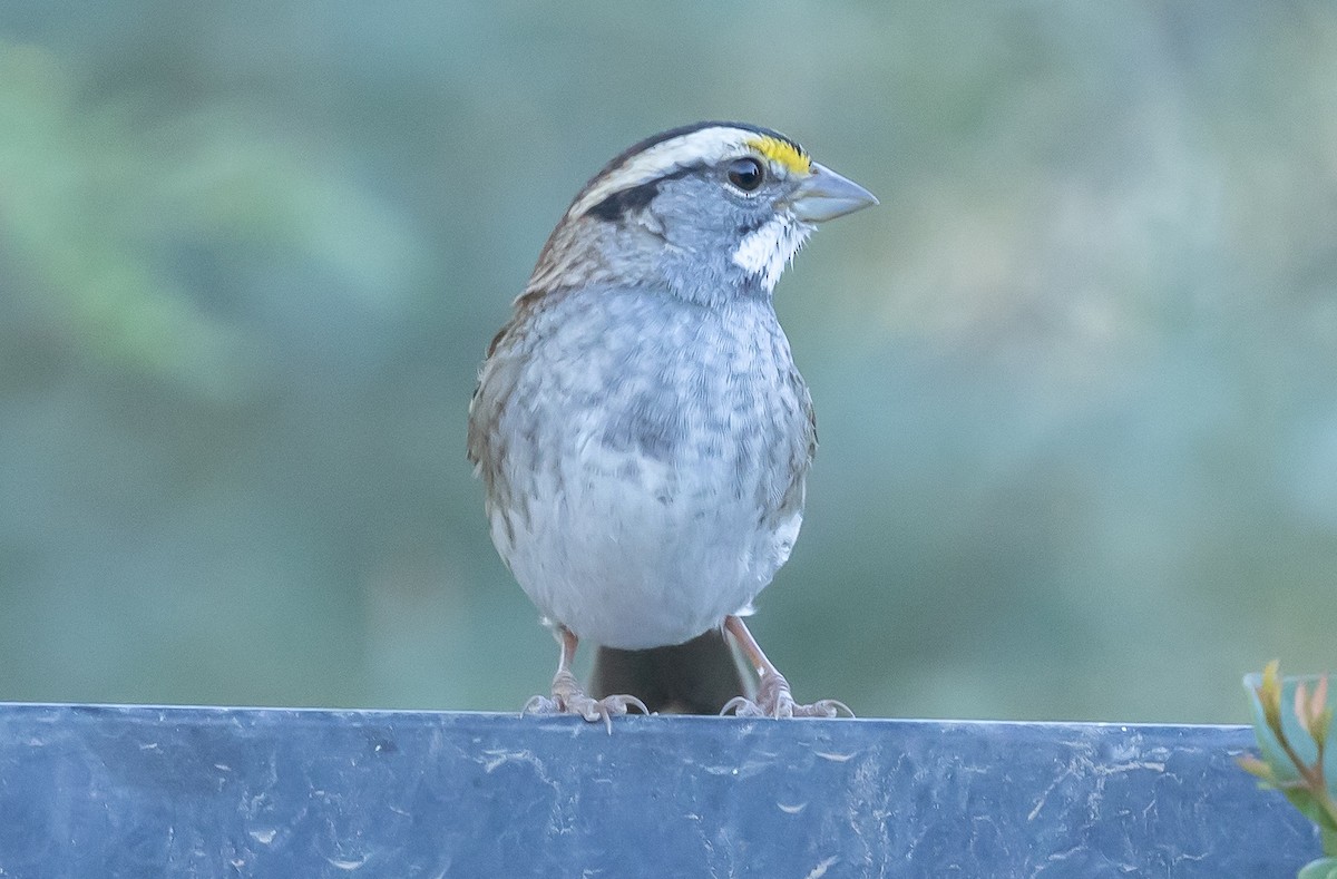 White-throated Sparrow - ML646618750