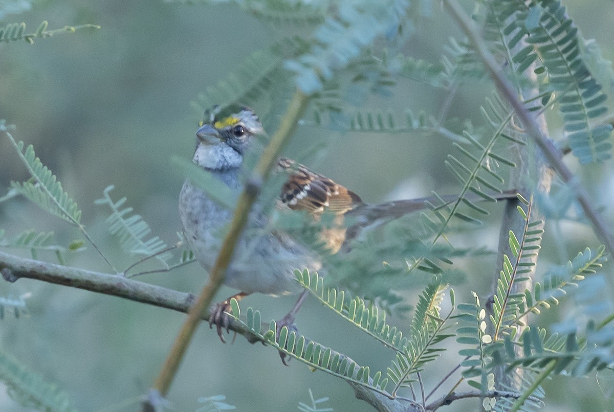 White-throated Sparrow - ML646618751