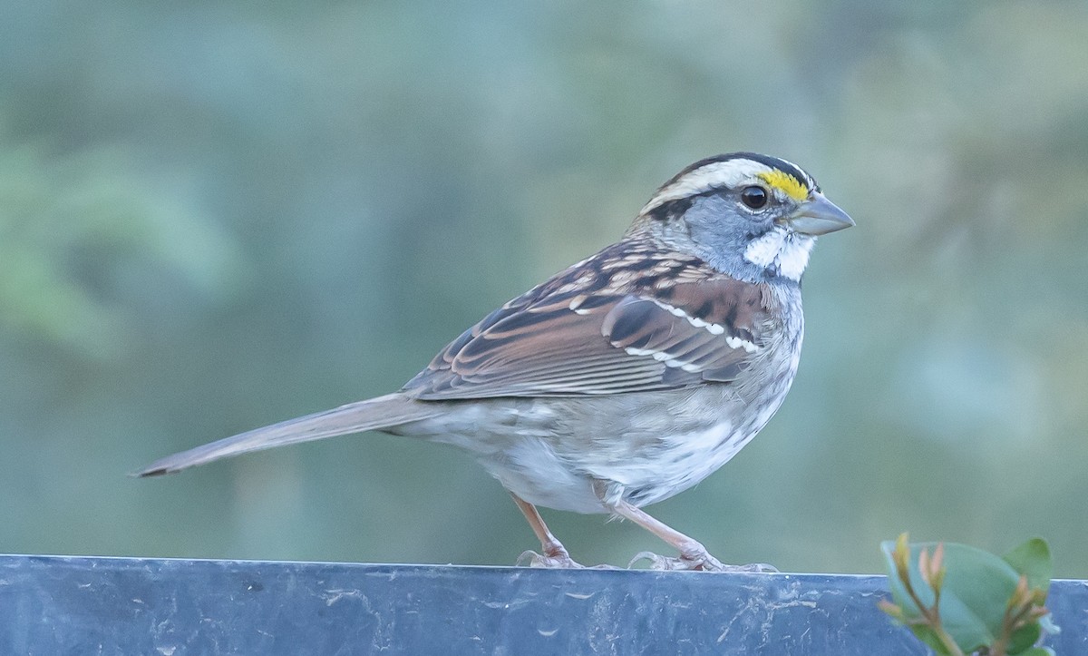 White-throated Sparrow - ML646618752