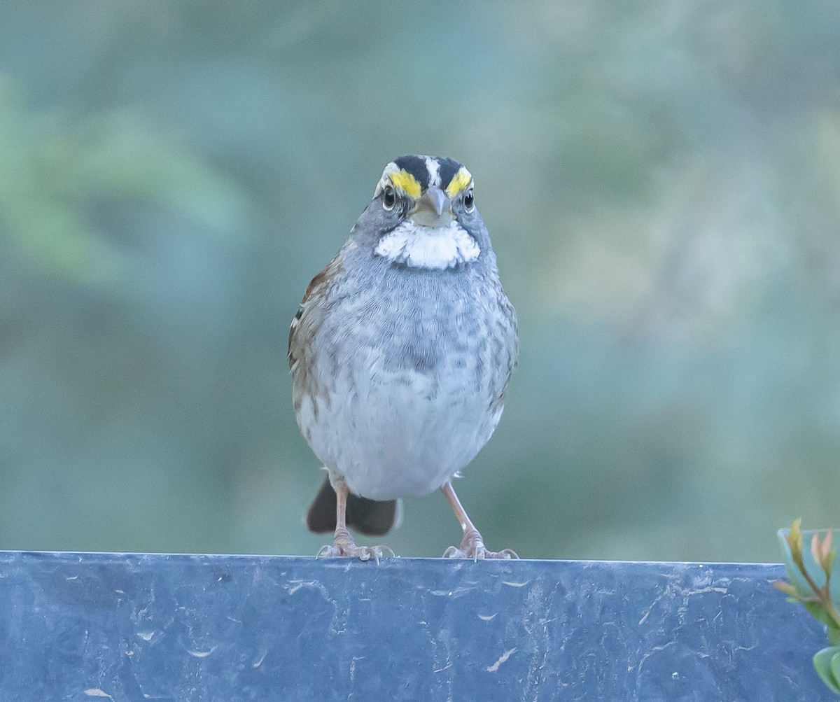 White-throated Sparrow - ML646618753