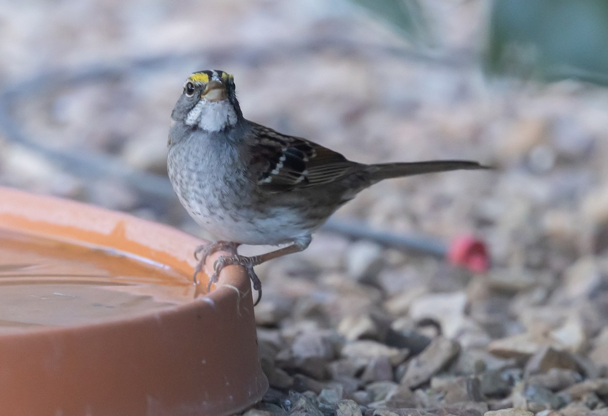 White-throated Sparrow - ML646618754