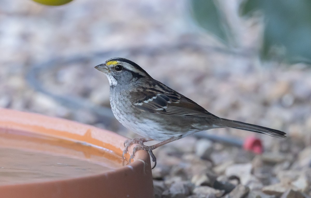 White-throated Sparrow - ML646618755