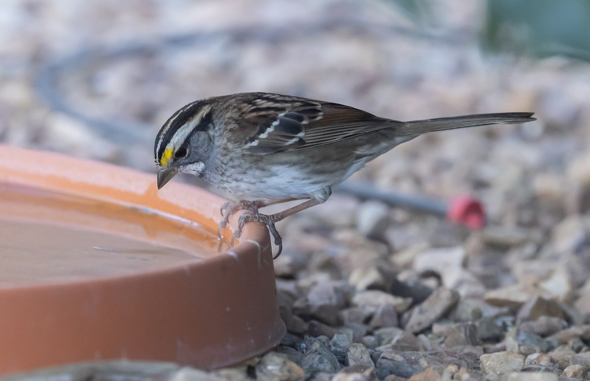 White-throated Sparrow - ML646618756