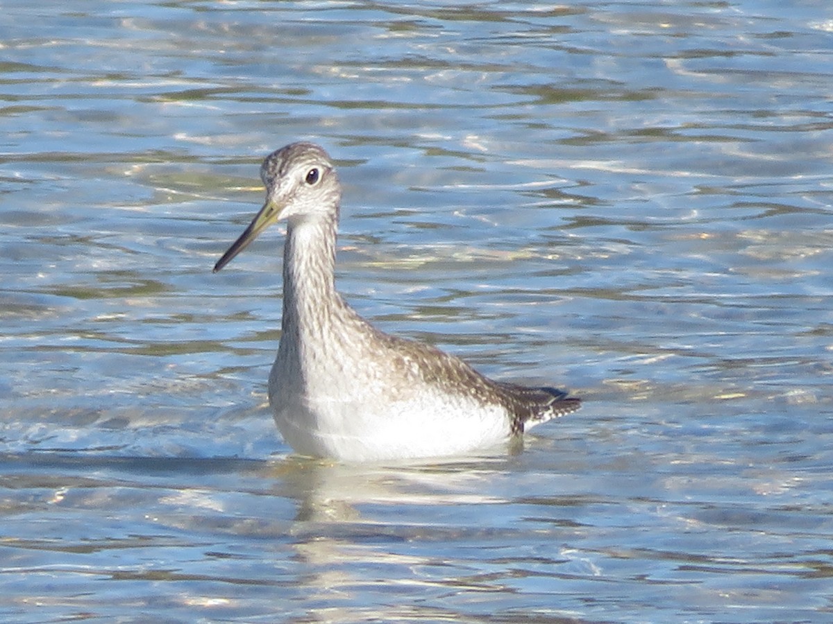 Greater Yellowlegs - ML646618761