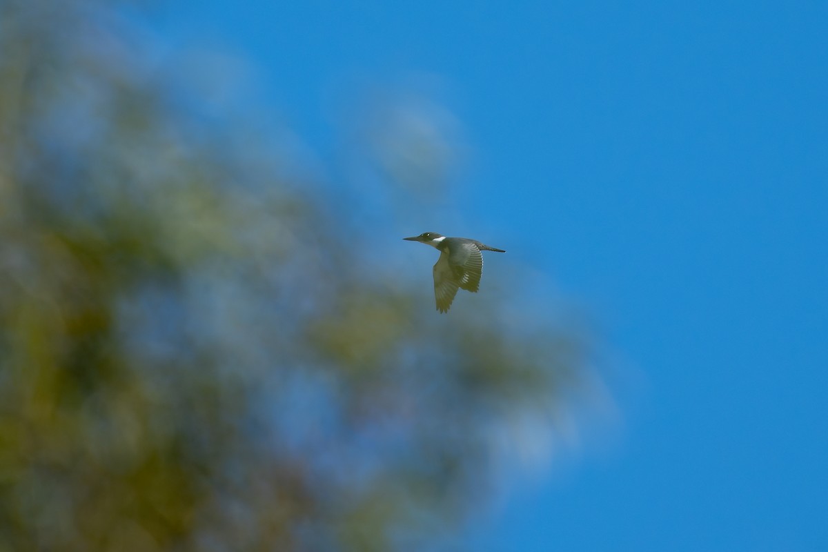 Belted Kingfisher - ML646618762