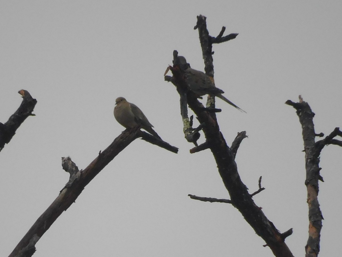 hrdlička karolínská - ML646618763