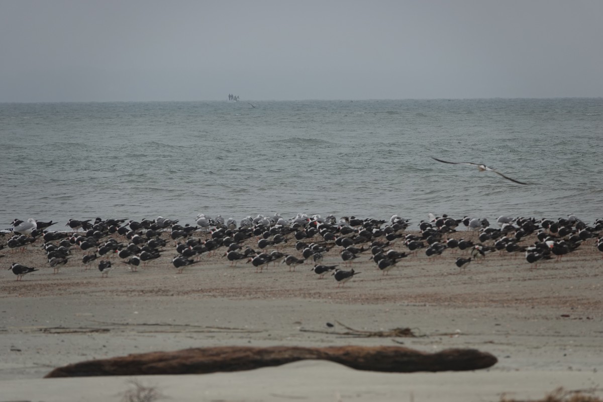 Black Skimmer - ML646618764