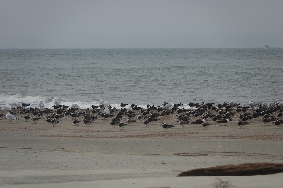 Black Skimmer - ML646618765
