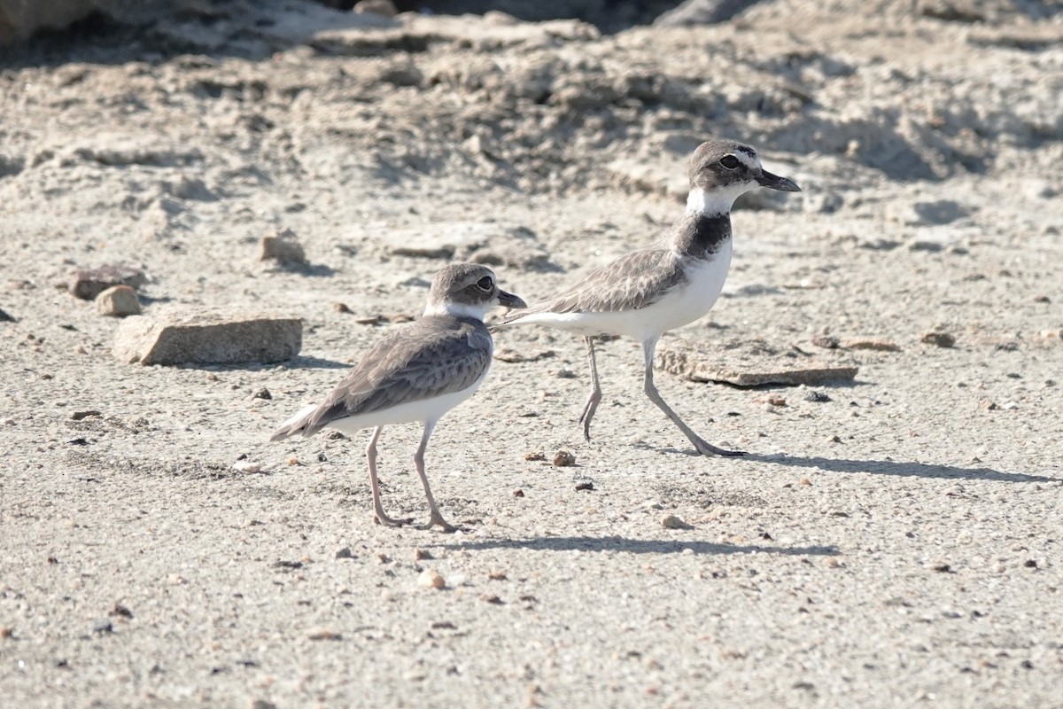 Wilson's Plover - ML646618766