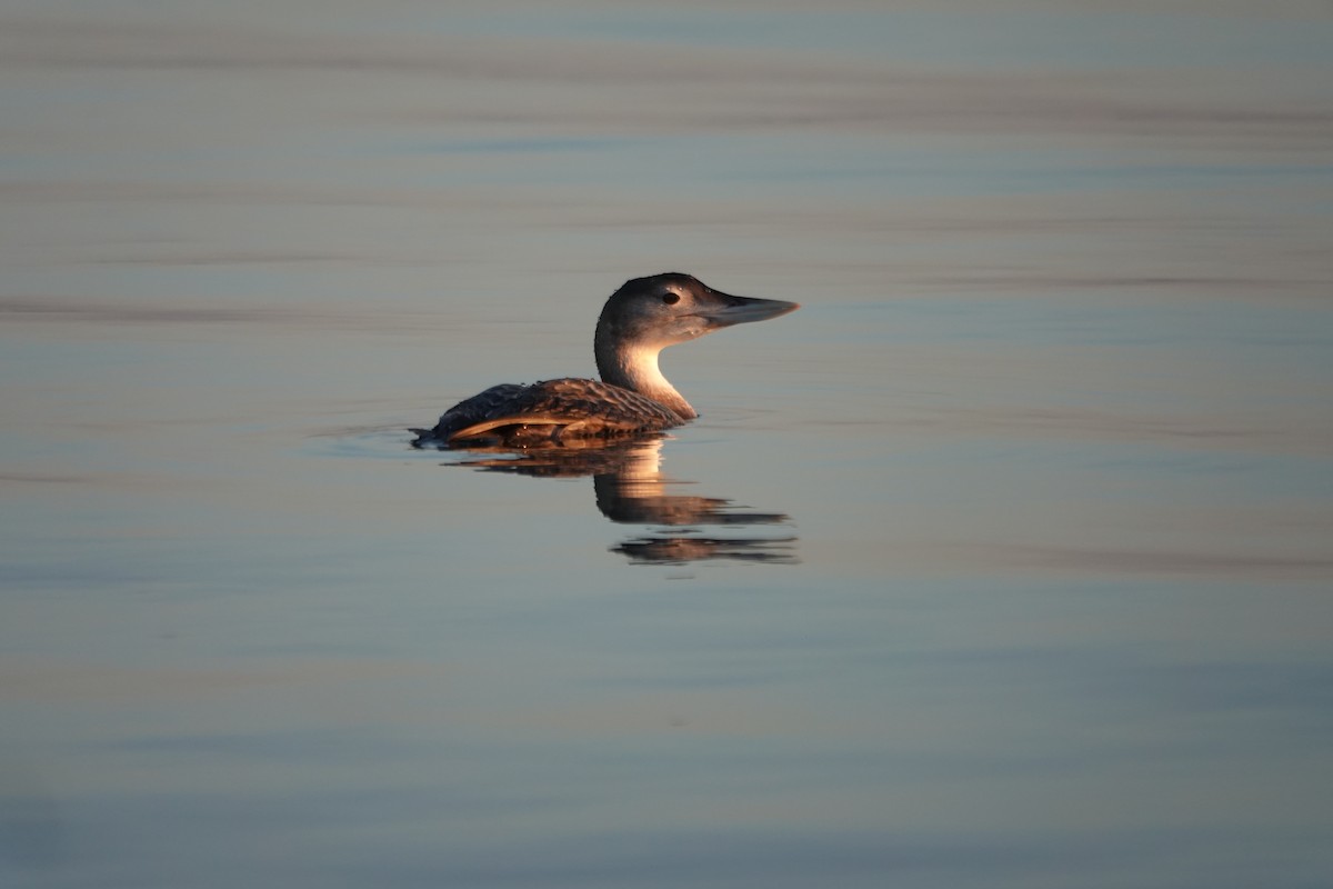 Strolaga beccogiallo - ML646618767