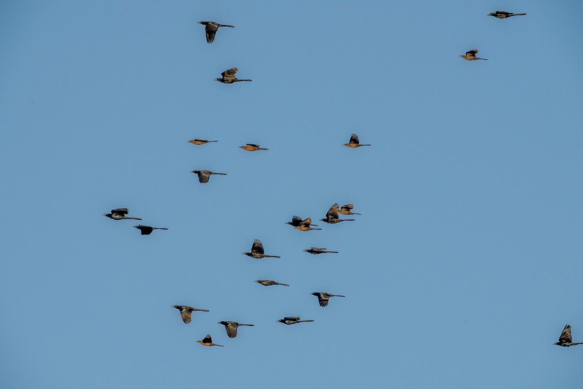 Great-tailed Grackle - ML646618771