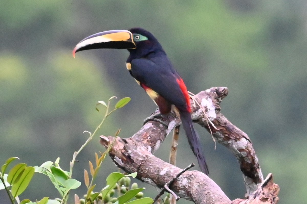 Many-banded Aracari - ML646618774