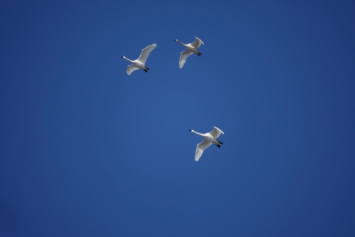 Cigno minore - ML646618778