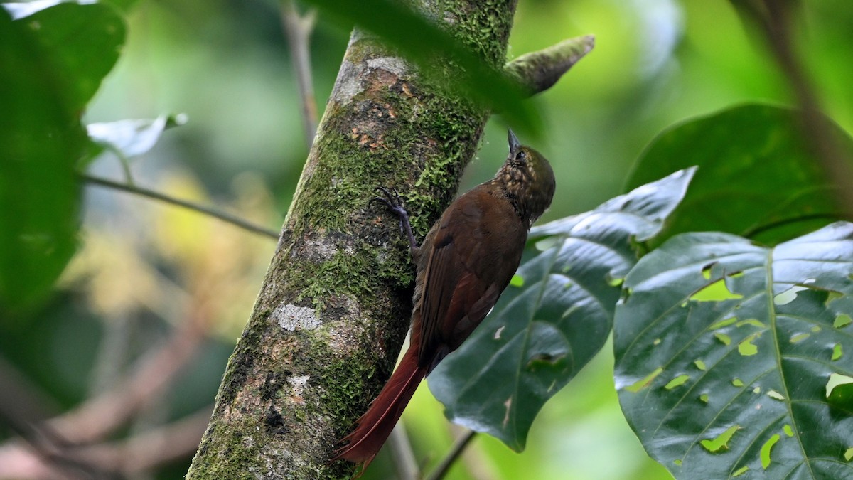 Wedge-billed Woodcreeper - ML646618779