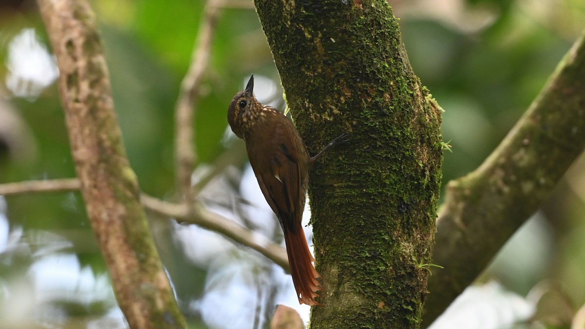 Wedge-billed Woodcreeper - ML646618780