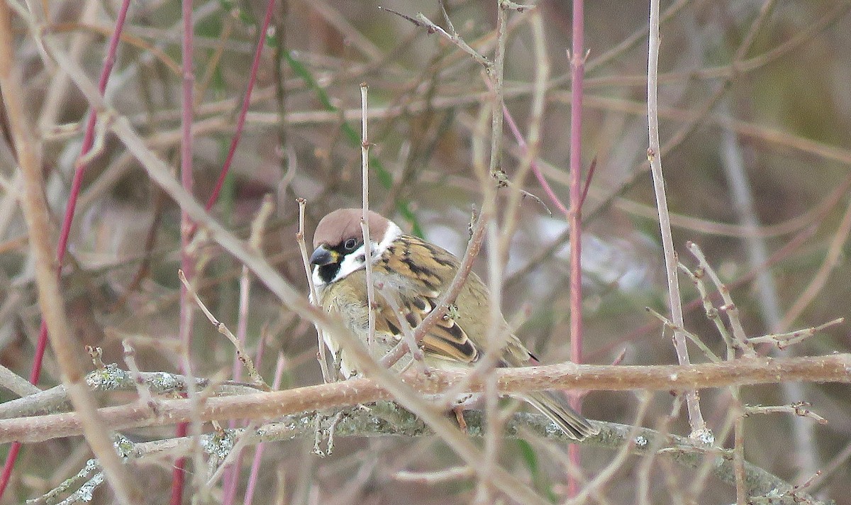 Ağaç Serçesi - ML646618781