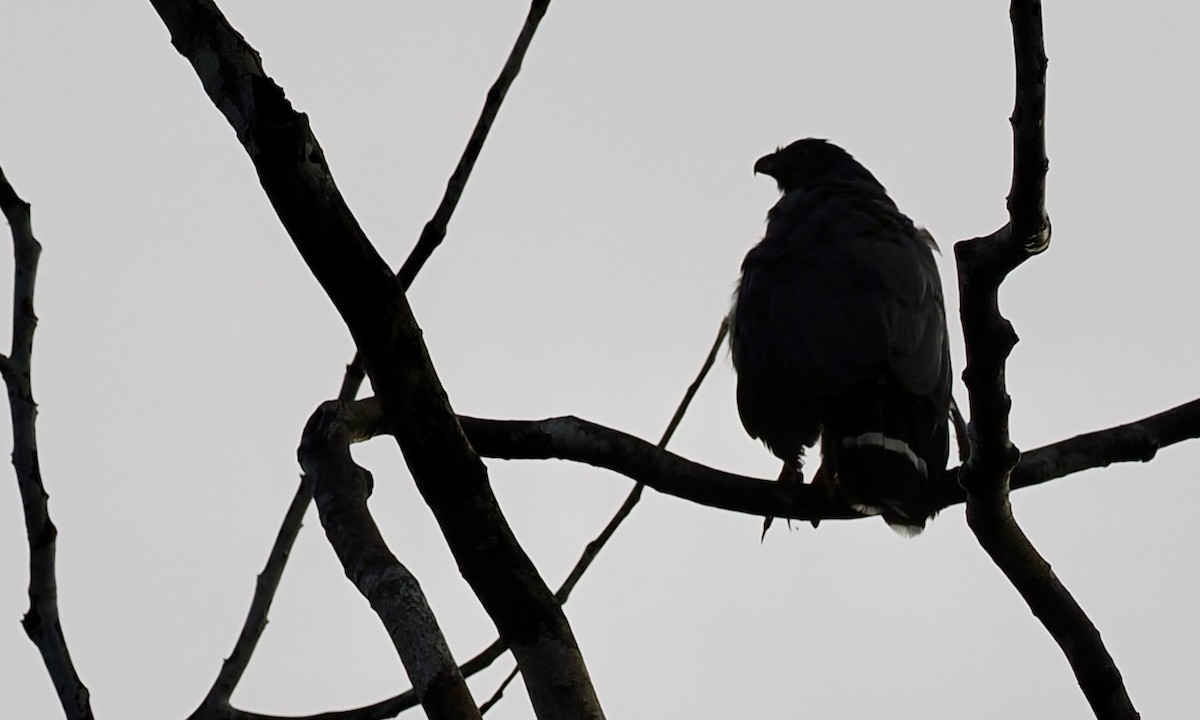 Crane Hawk - ML646618782