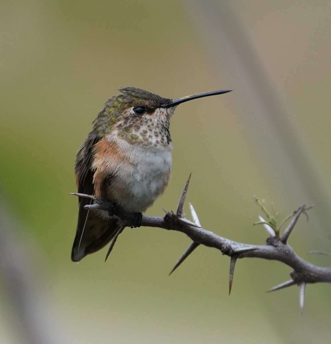 Rufous Hummingbird - ML646618784
