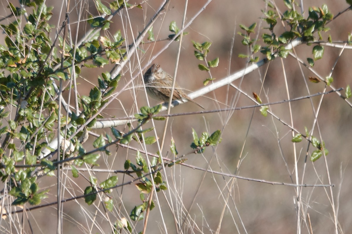 Lincoln's Sparrow - ML646618788