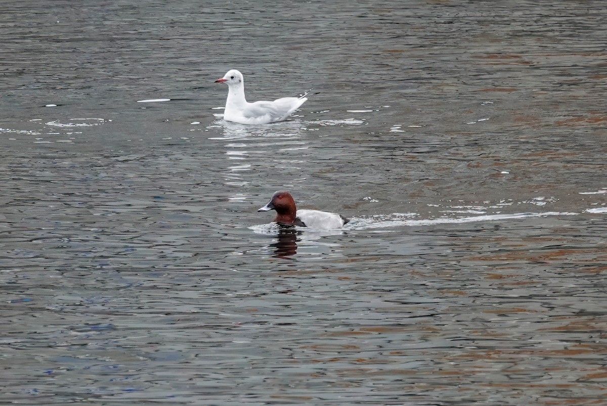 ホシハジロ - ML646618796