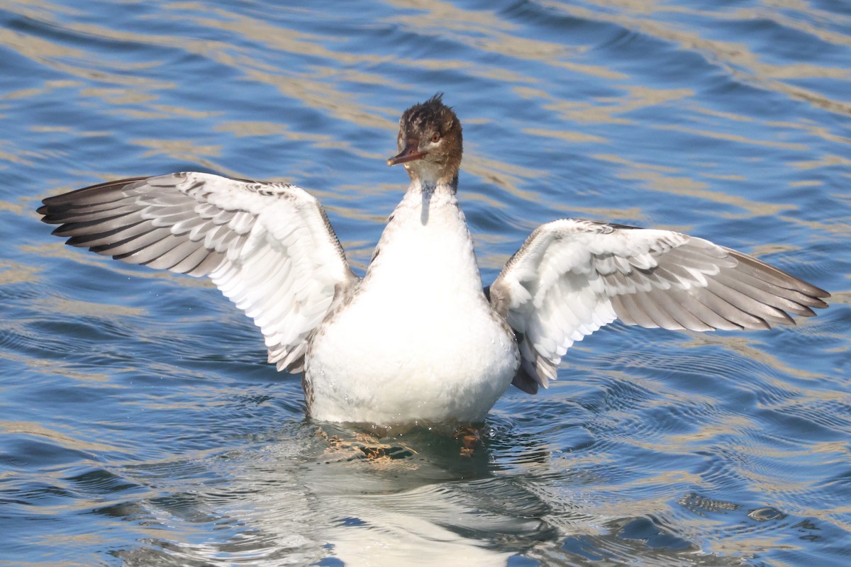 Red-breasted Merganser - ML646618800