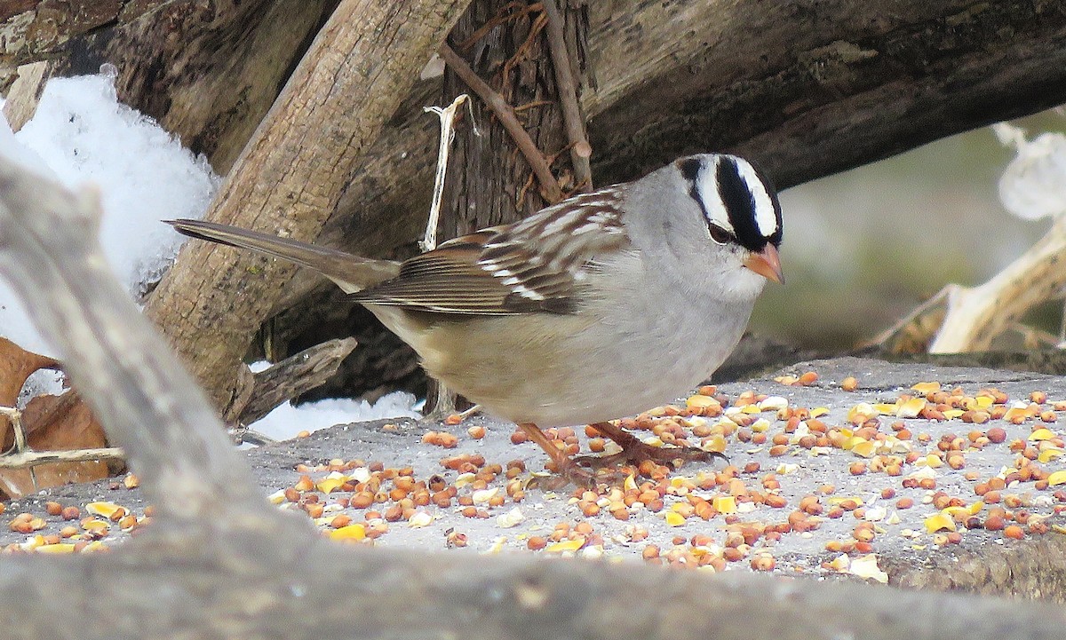 hvitkronespurv (leucophrys) - ML646618801