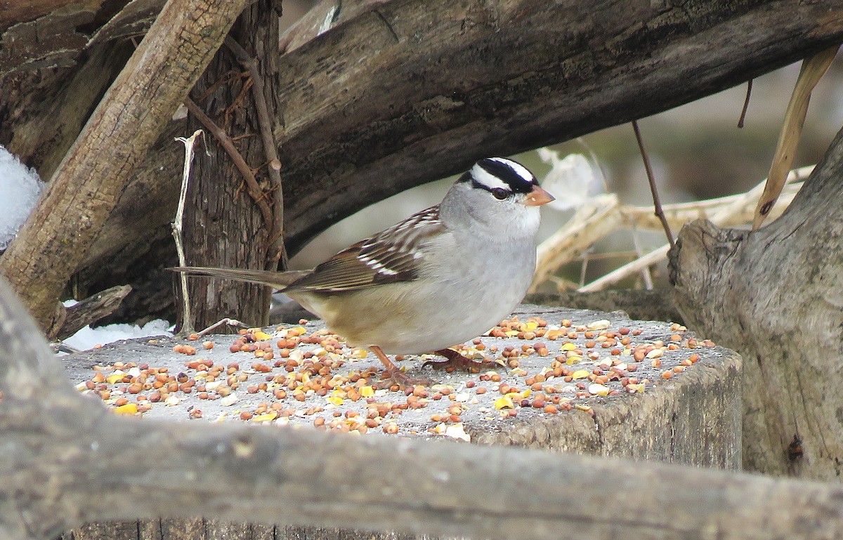 hvitkronespurv (leucophrys) - ML646618802