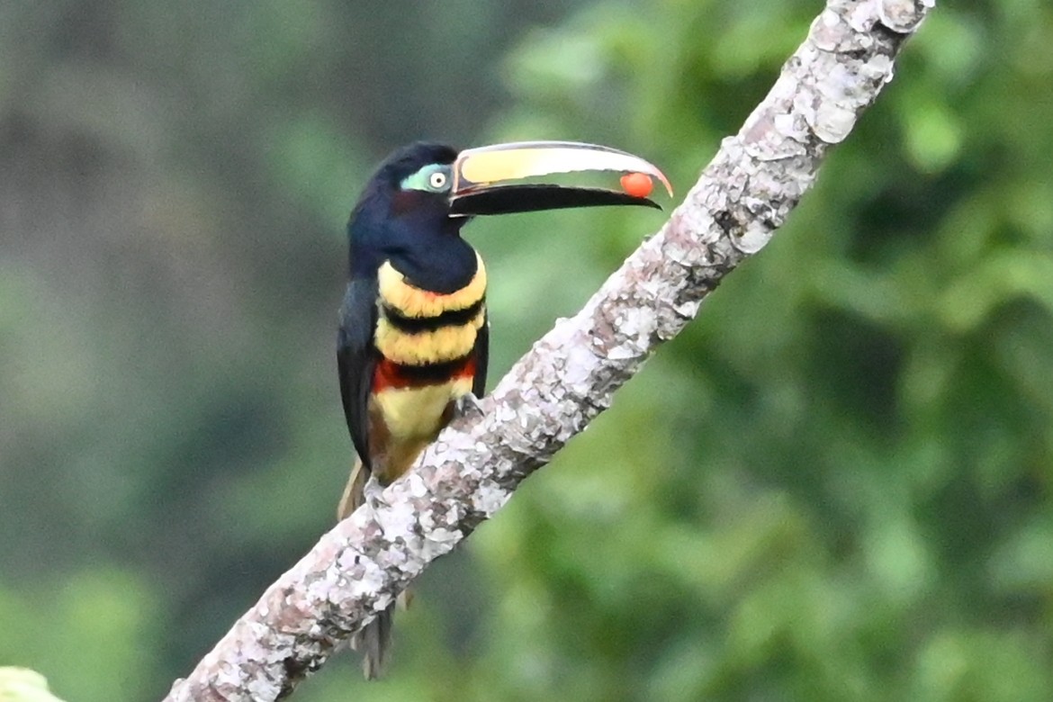 Many-banded Aracari - ML646618803