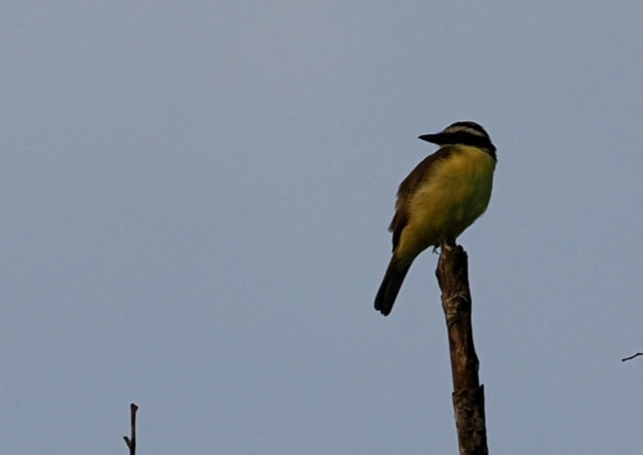 Social Flycatcher - ML646618804