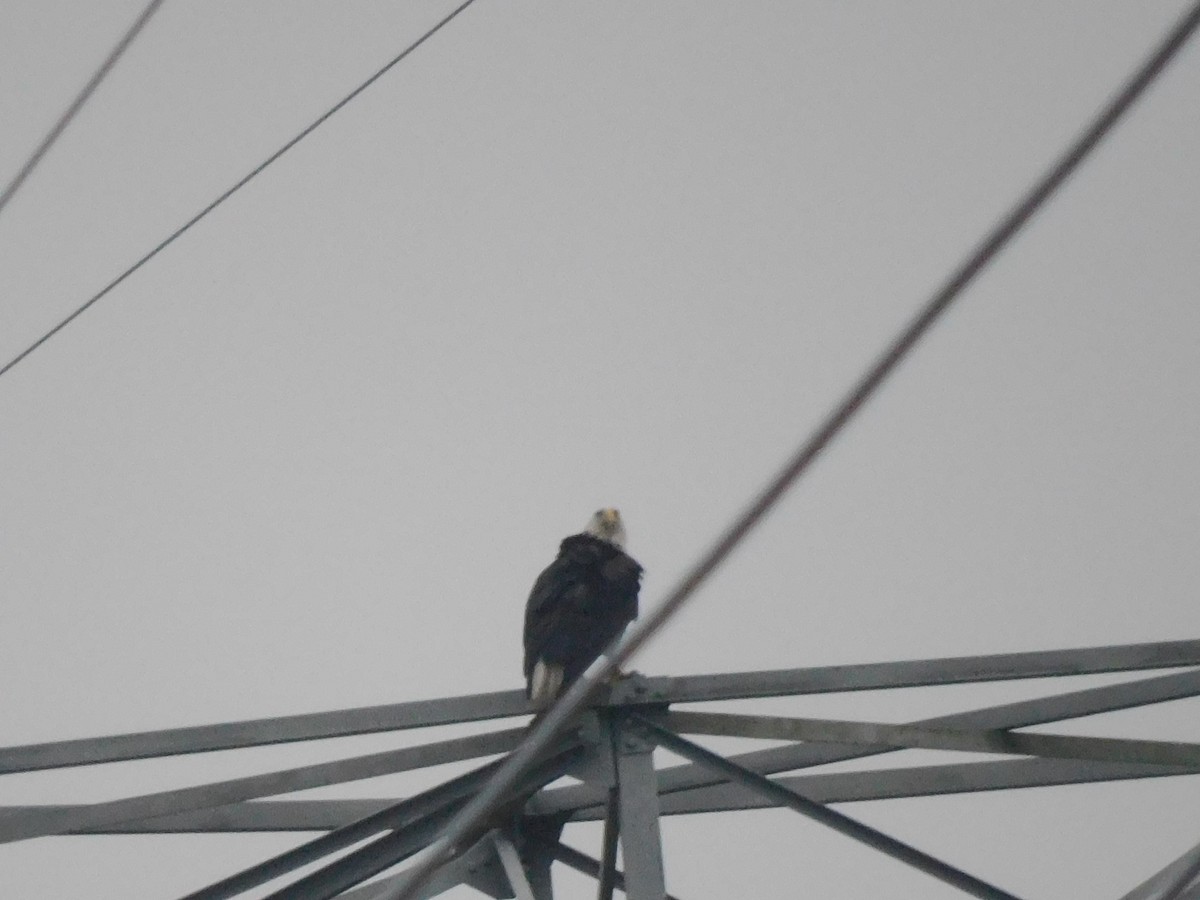 ハクトウワシ - ML646618806