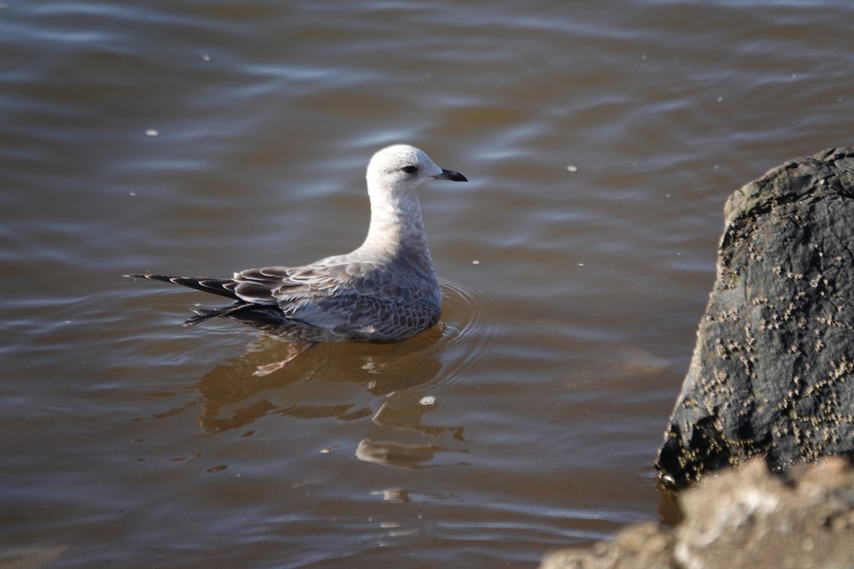 Short-billed Gull - ML646618807