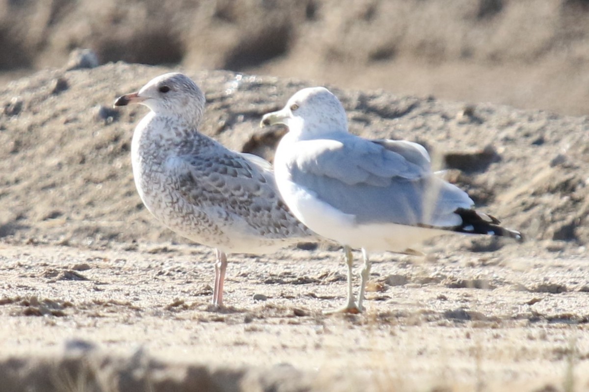 ringnebbmåke - ML646618814