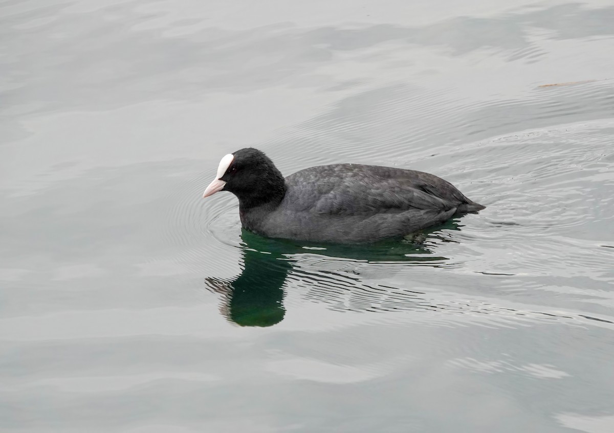 オオバン - ML646618815