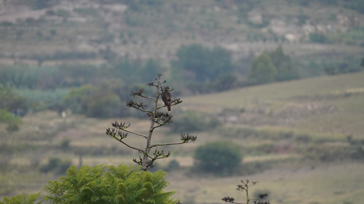 Red-tailed Hawk - ML646618822