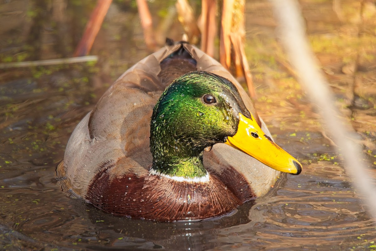 Yeşilbaş - ML646618824