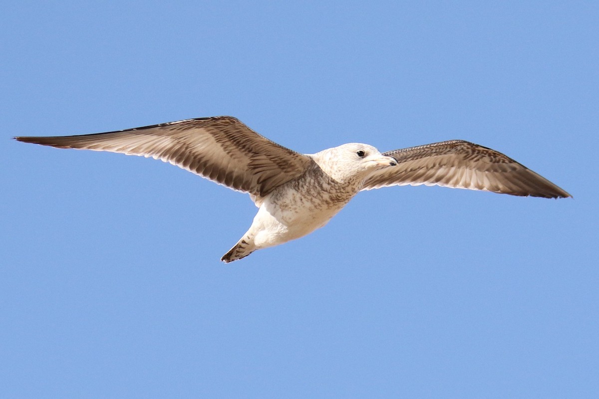 ringnebbmåke - ML646618828