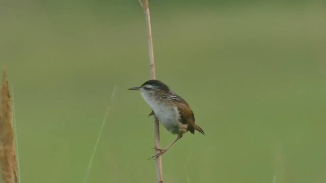 Bataklık Çıtkuşu [palustris grubu] - ML646618831