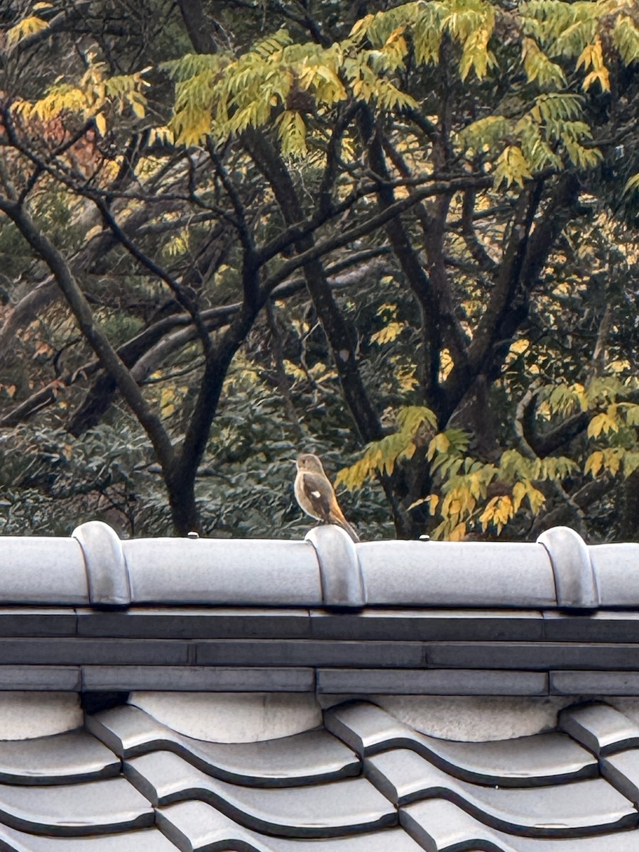 חכלילית סיבירית - ML646618832