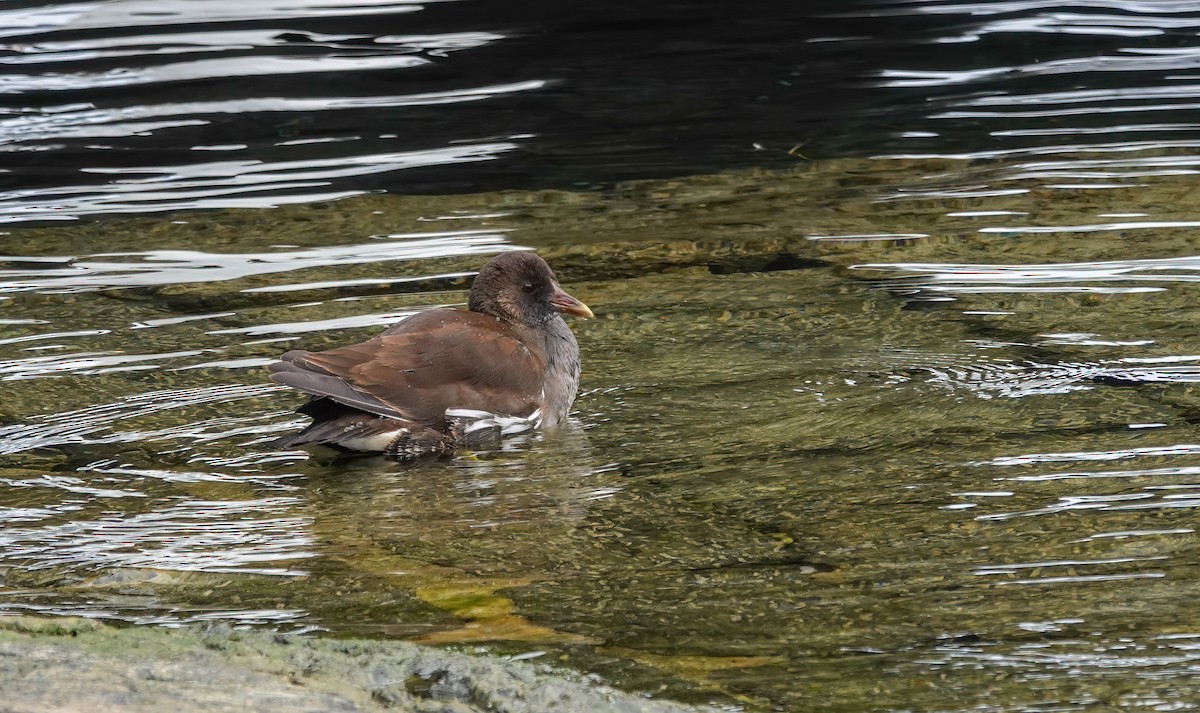 バン - ML646618833