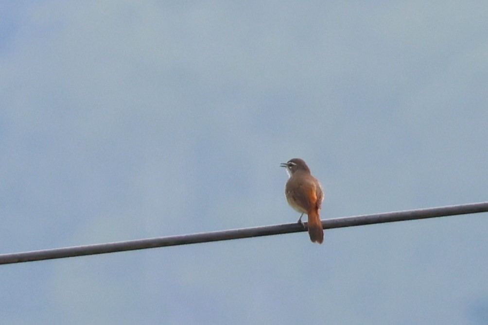 マミジロヤブコマドリ - ML646618834