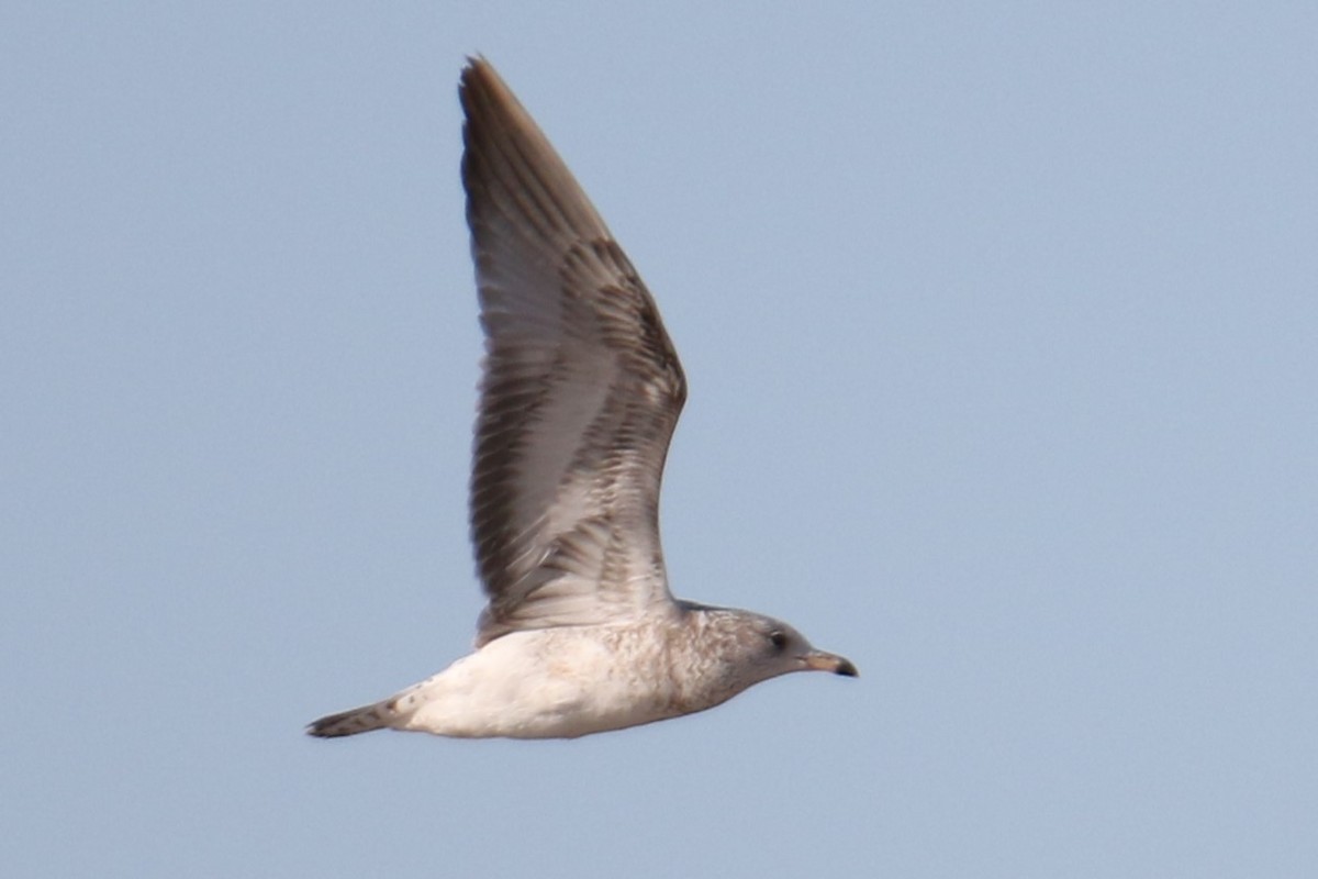 ringnebbmåke - ML646618835