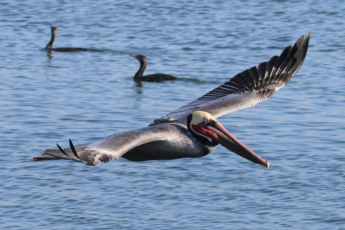 Brown Pelican - ML646618836