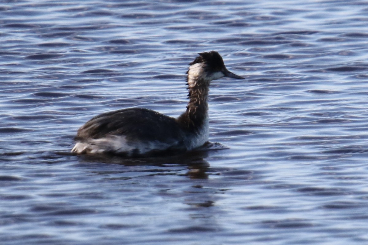 Grèbe à cou noir - ML646618838