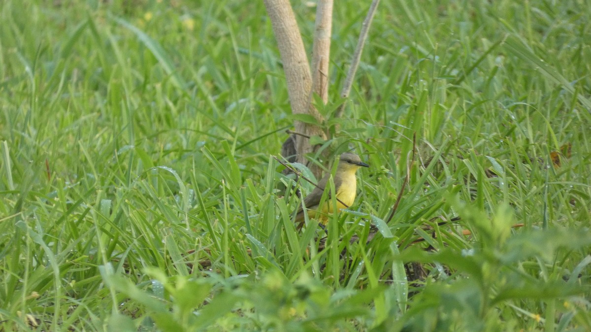 Cattle Tyrant - ML646618839