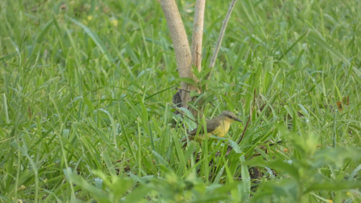 Cattle Tyrant - ML646618840